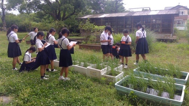 総合「稲の観察」記録写真