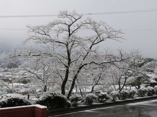 雪の桜