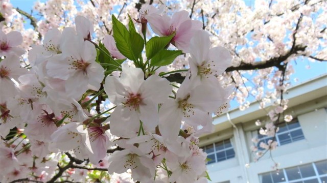 豊中中学校_桜.jpg