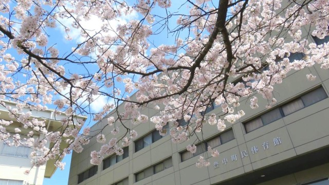 豊中中学校_桜と体育館.jpg