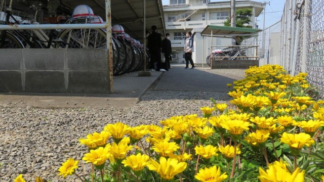 豊中中学校_自転車置き場とガザニアの花.jpg